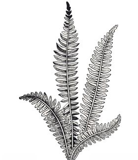植物叶子孢子植物
