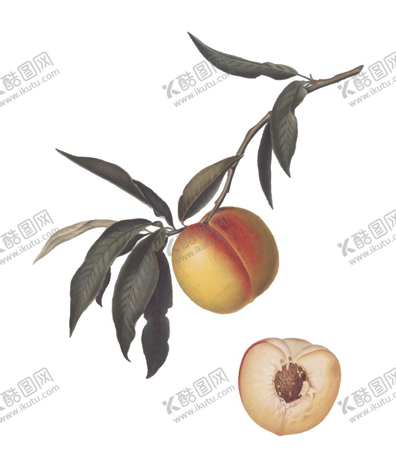 编号：47158509130149015275【酷图网】源文件下载-水果