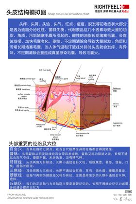 头皮结构模拟图