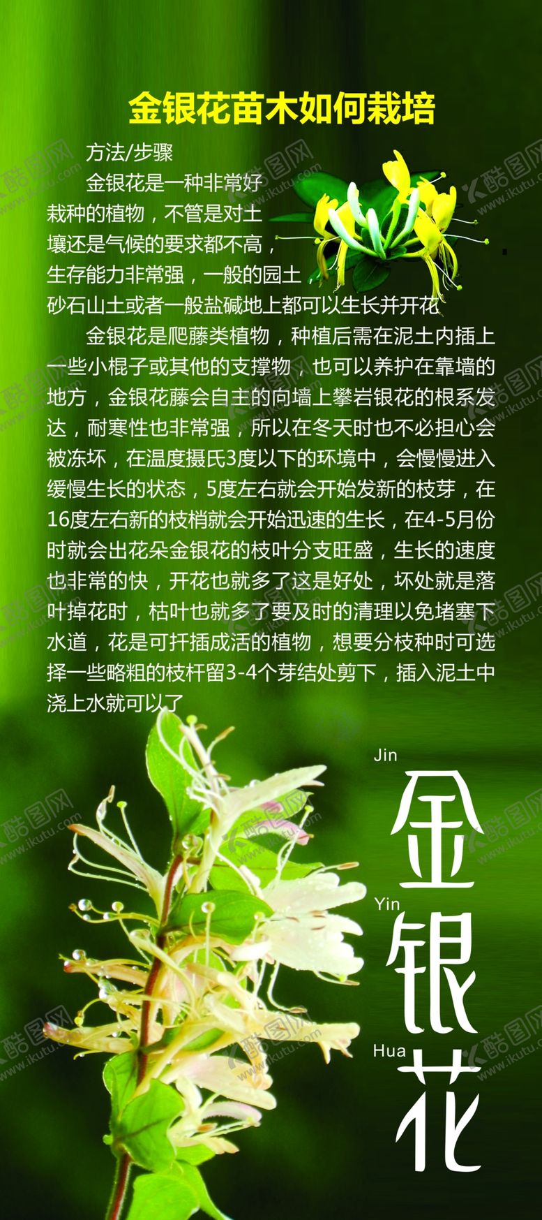 编号：44629807010630192126【酷图网】源文件下载-金银花