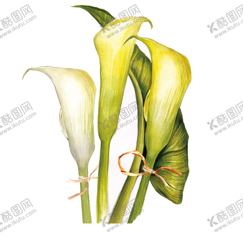 编号：97435803260531168006【酷图网】源文件下载-马蹄莲花卉图形手绘花朵