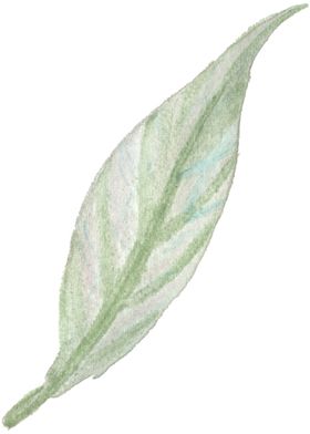 北欧小清新水彩花朵插画