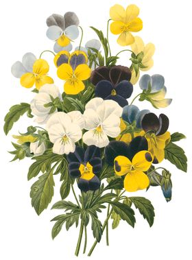 植物花卉油画装饰画