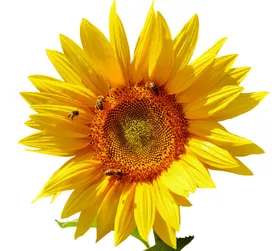 向日葵油黄花阳花