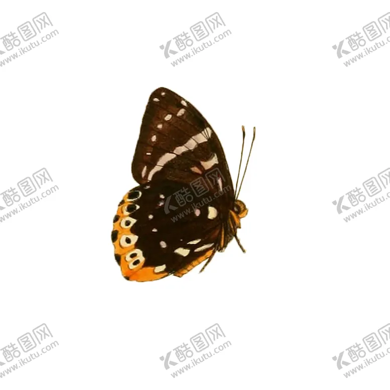 编号：99921306180646187599【酷图网】源文件下载-透明免扣高清蝴蝶