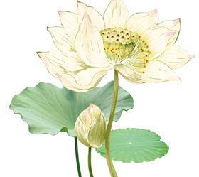 荷花元素
