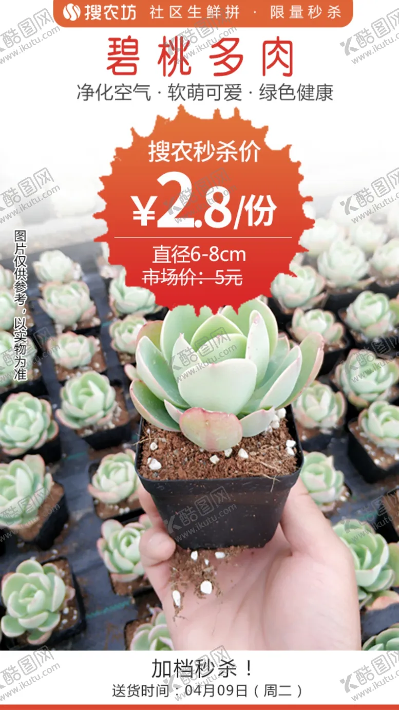 编号：63380703300422423184【酷图网】源文件下载-碧桃多肉1个秒杀