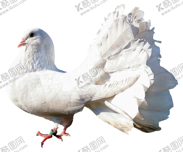 编号：80170804062315313175【酷图网】源文件下载-鸽子