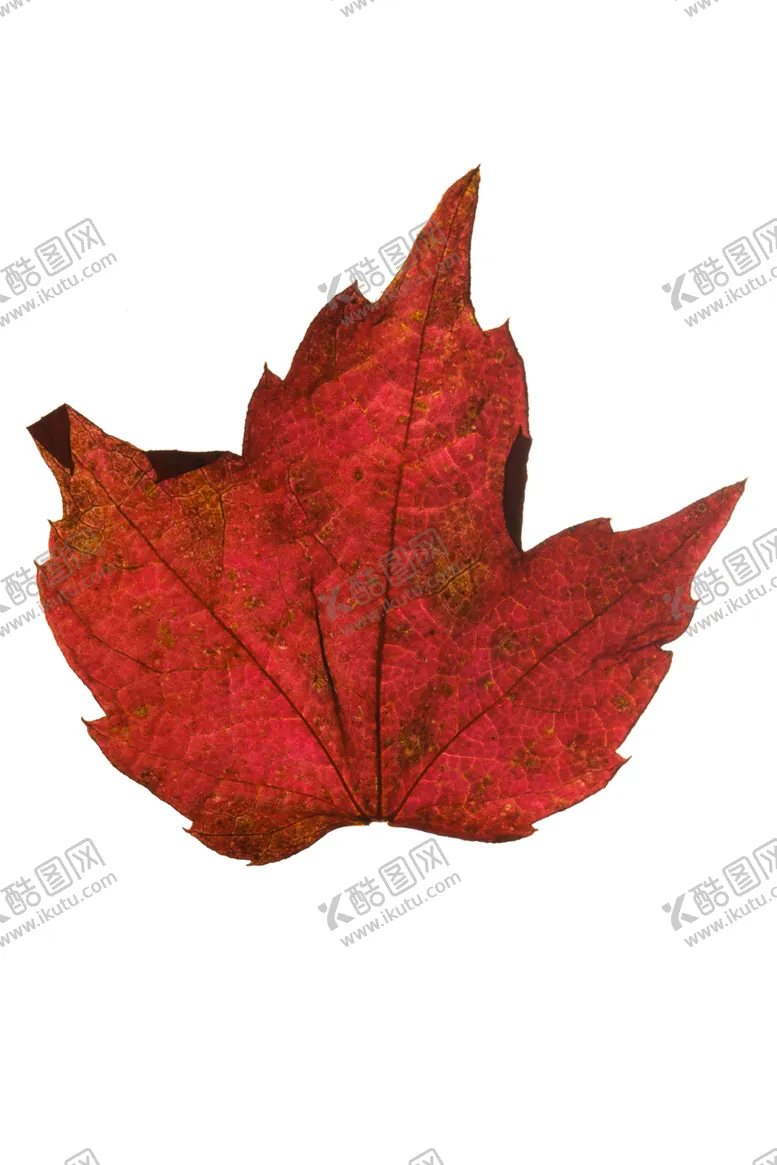 编号：40556902050523452131【酷图网】源文件下载-干制花草素材PNG