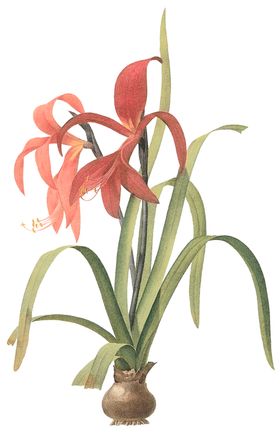 植物花卉油画装饰画