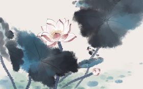 荷花插画