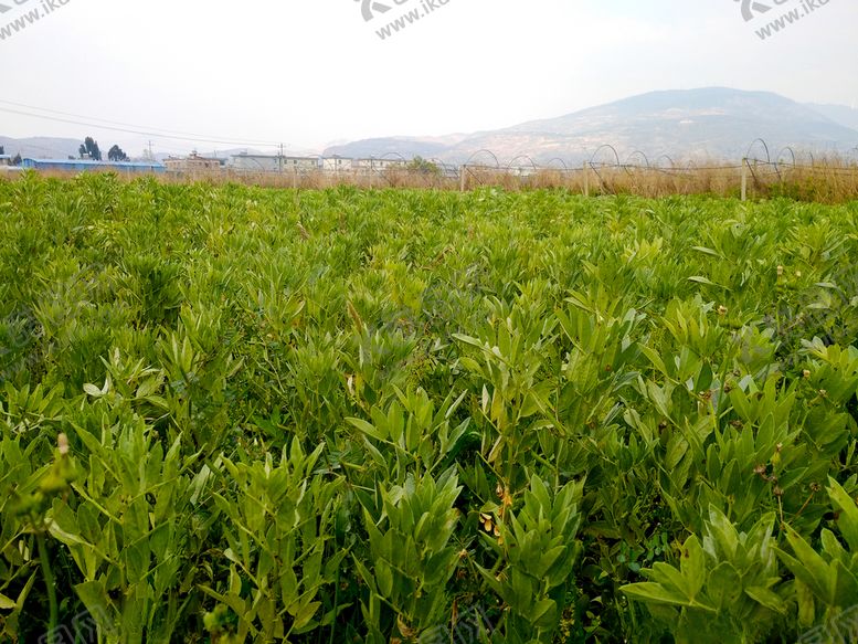 编号：46198109240408091490【酷图网】源文件下载-蚕豆田