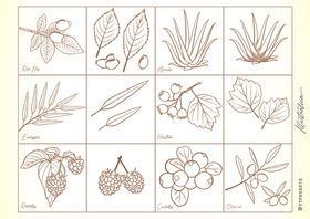 树莓芦荟线条画稿