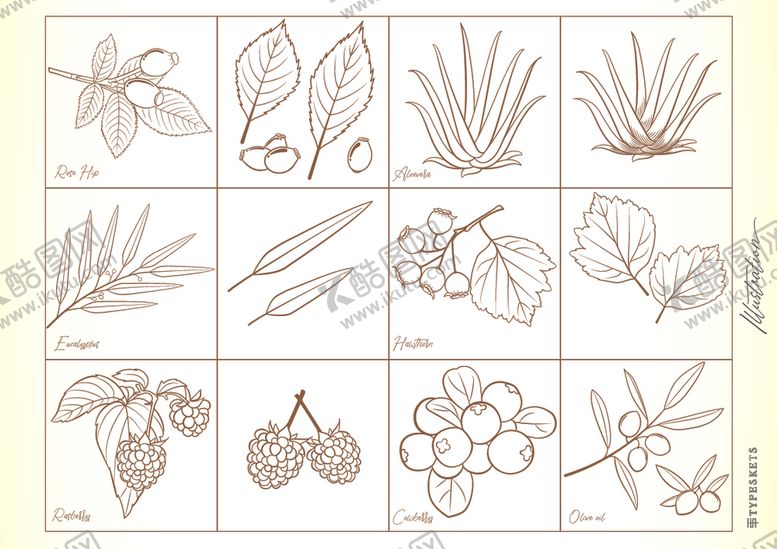 编号：76037006231908404041【酷图网】源文件下载-树莓芦荟线条画稿