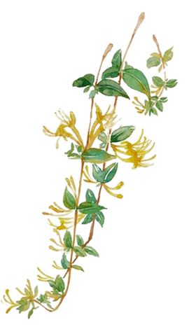 草本植物药材