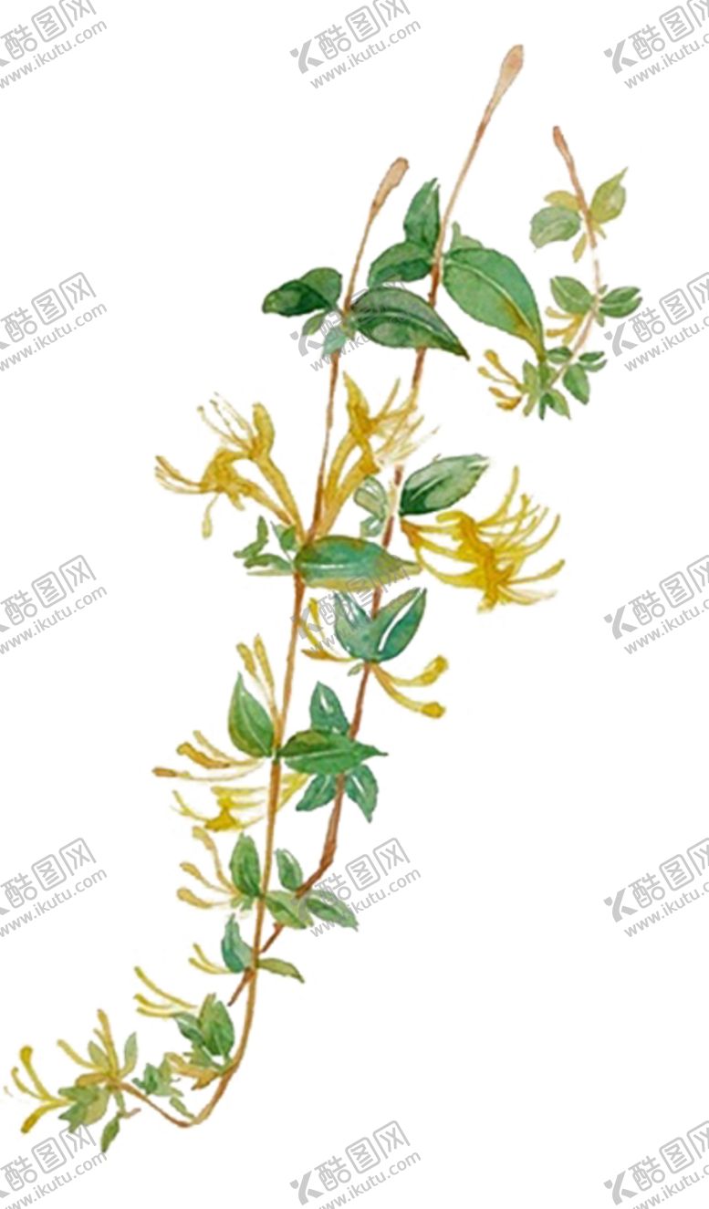 编号：34215804141511057361【酷图网】源文件下载-草本植物药材