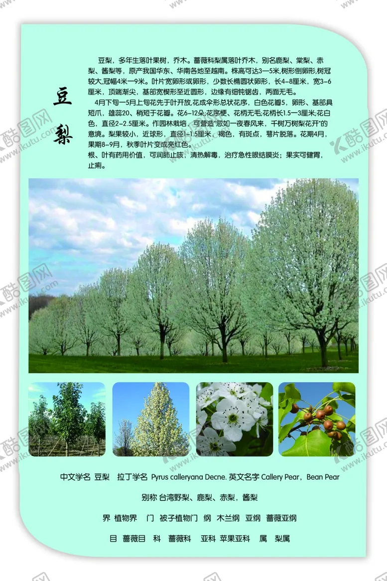 编号：69098006262042297601【酷图网】源文件下载-豆梨