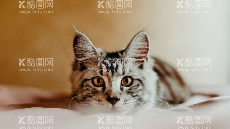 编号：89579912230918302751【酷图网】源文件下载-注视的猫