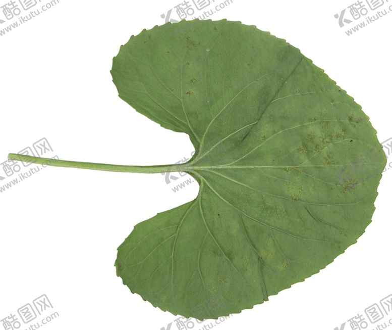 编号：10485610011541093415【酷图网】源文件下载-四叶草图片