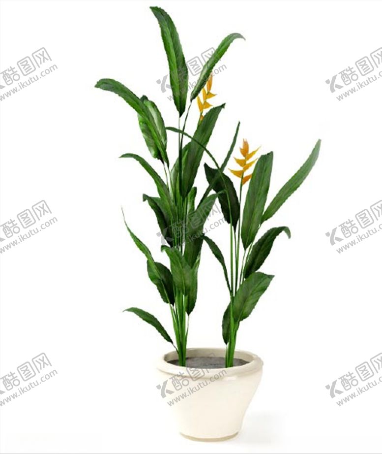 编号：85542903141720596488【酷图网】源文件下载-紫脊竹芋
