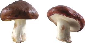 蘑菇素材