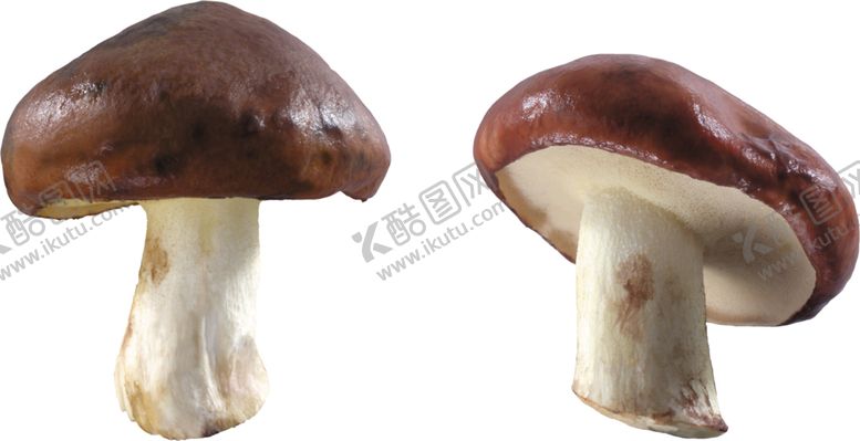 编号：40156010270620385348【酷图网】源文件下载-蘑菇素材