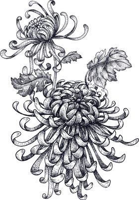 菊花素材