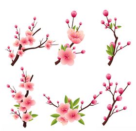 樱花