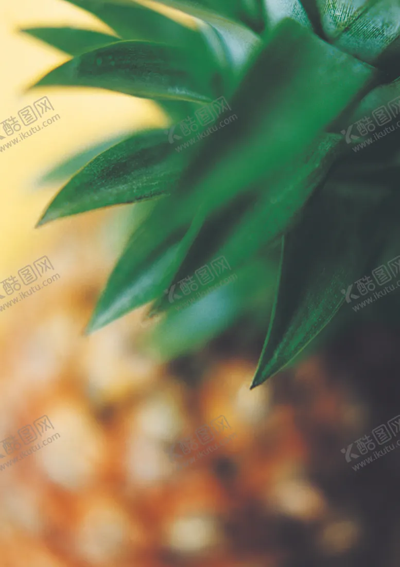 编号：94051206271621292831【酷图网】源文件下载-菠萝