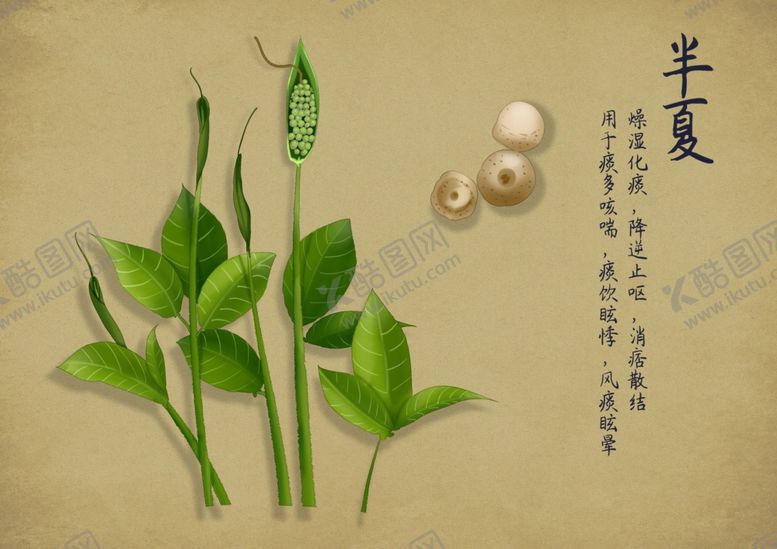 药材图谱中中铺中草中海报