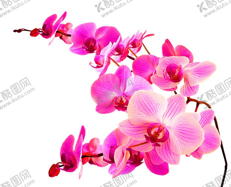 编号：18717011011804046315【酷图网】源文件下载-鲜花装饰