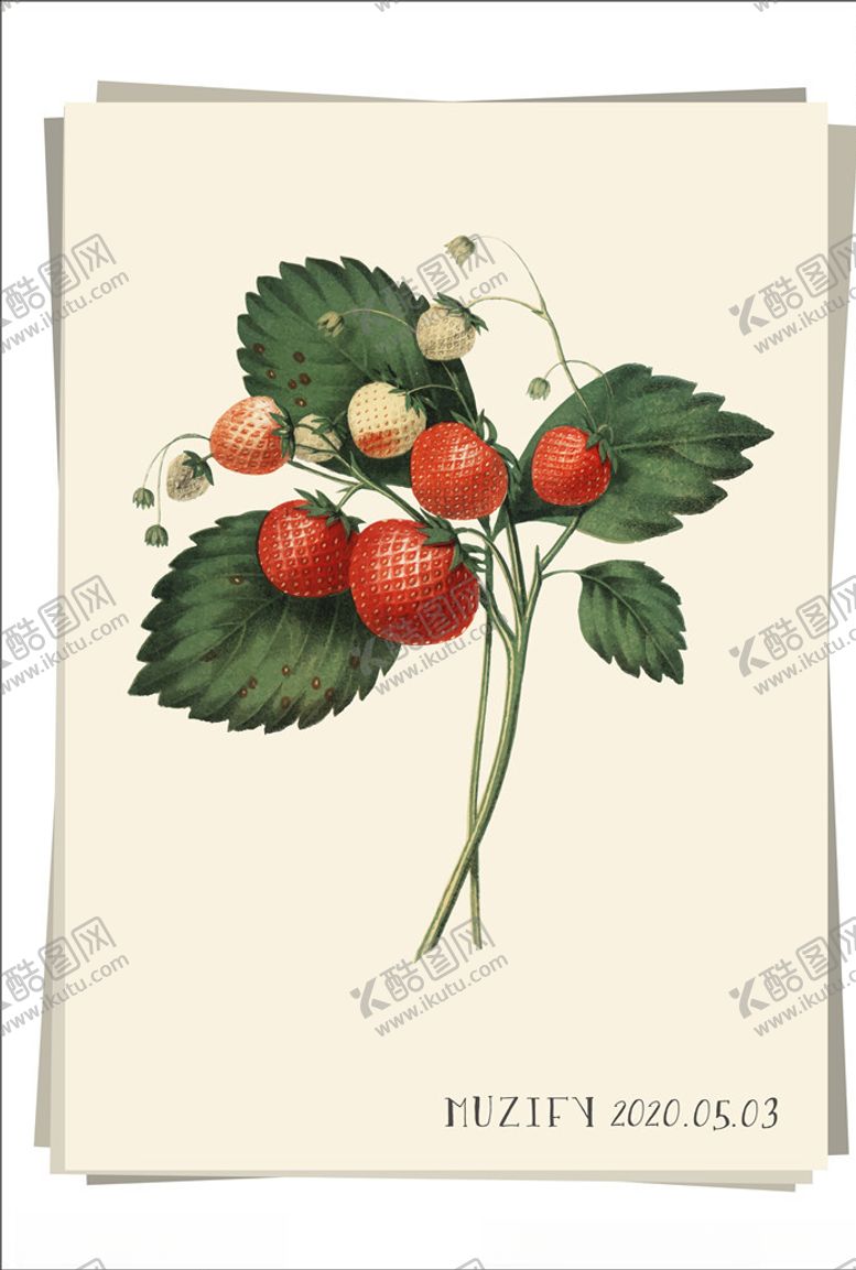 编号：74785210080044219008【酷图网】源文件下载-草莓水果图鉴