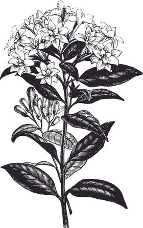 线描植物