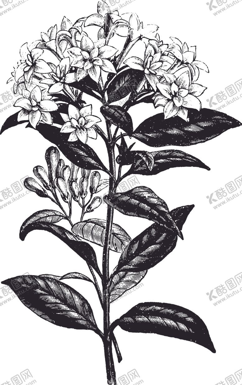 编号：40642009091057303649【酷图网】源文件下载-线描植物