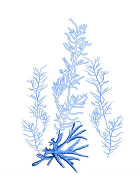 海草