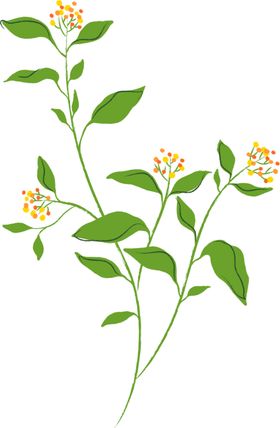 花 PNG 免抠图 素材