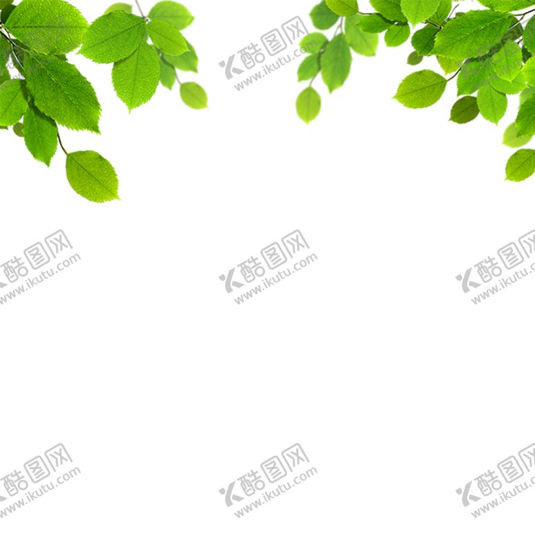 编号：49537010071931359314【酷图网】源文件下载-绿叶背景