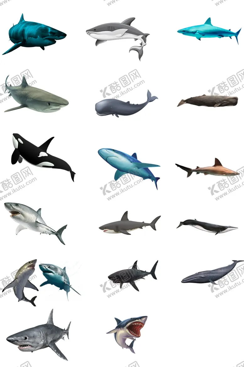 编号：14277406251344538635【酷图网】源文件下载-鲨鱼素材