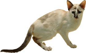 可爱动物猫咪