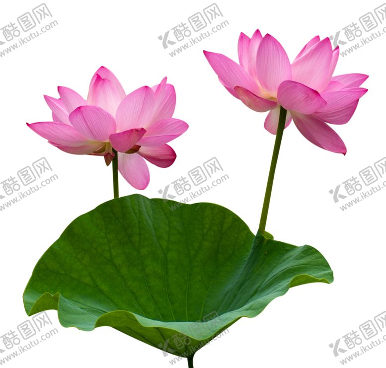 编号：31300809202312512066【酷图网】源文件下载-荷花元素