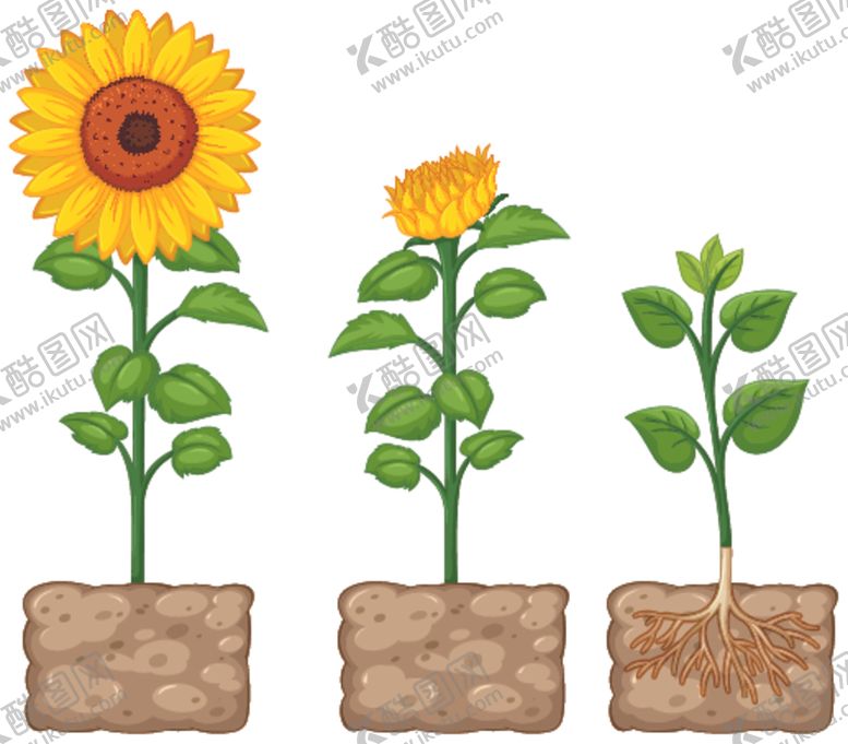 编号：59098411011435062907【酷图网】源文件下载-向日葵背景