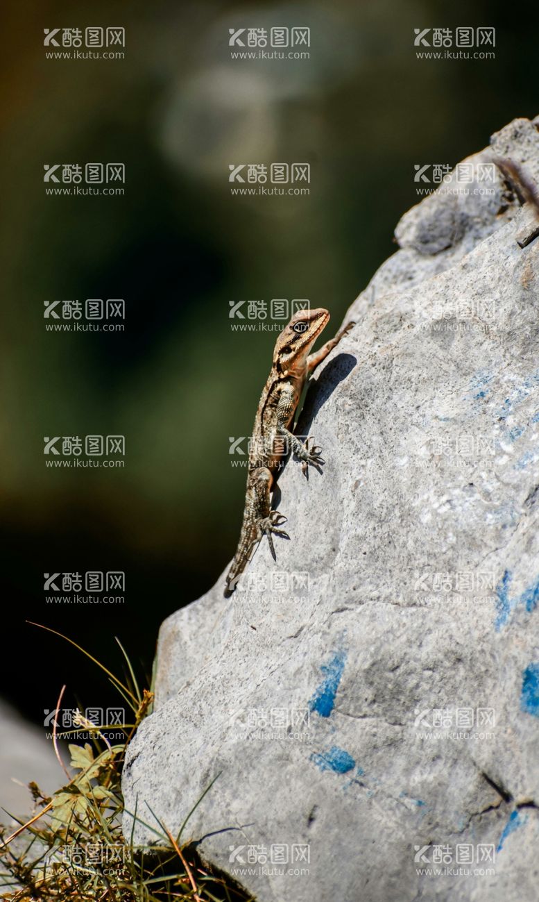 编号：35607012082030497831【酷图网】源文件下载-蜥蜴