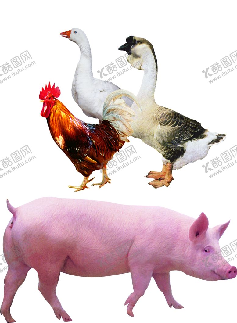 编号：65630109270551357881【酷图网】源文件下载-猪鸡鹅