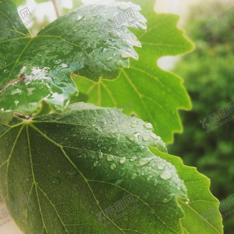 编号：33209706280403299358【酷图网】源文件下载-植物
