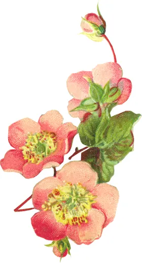 手绘花卉