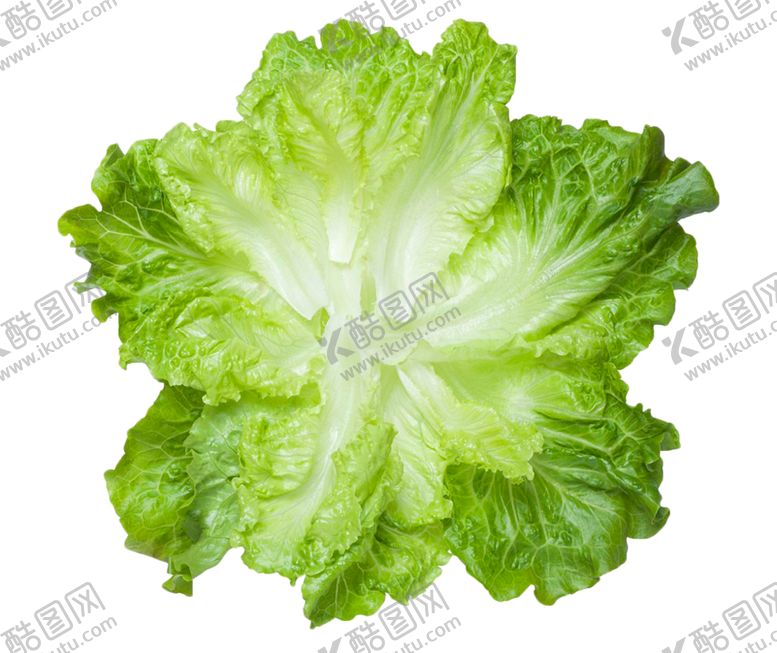 编号：12826510231908255728【酷图网】源文件下载-生菜蔬菜青菜绿色蔬菜有