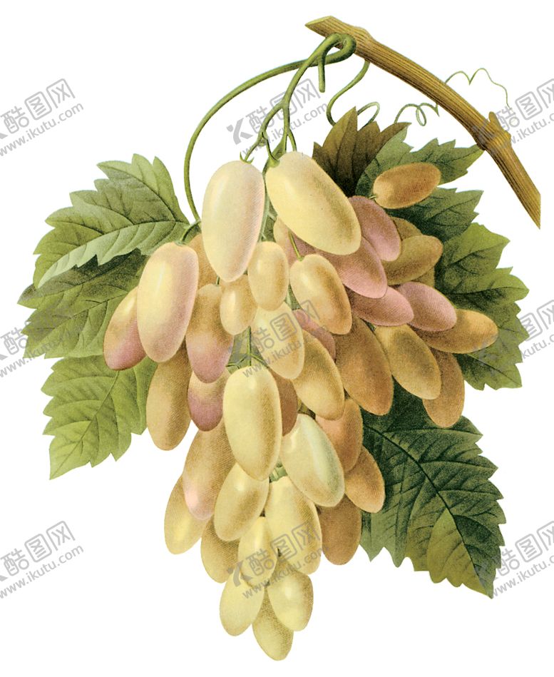 编号：49576810061103321952【酷图网】源文件下载-植物花卉油画装饰画