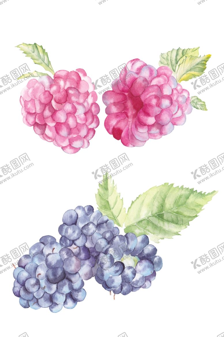 编号：20097009180725214070【酷图网】源文件下载-桑葚