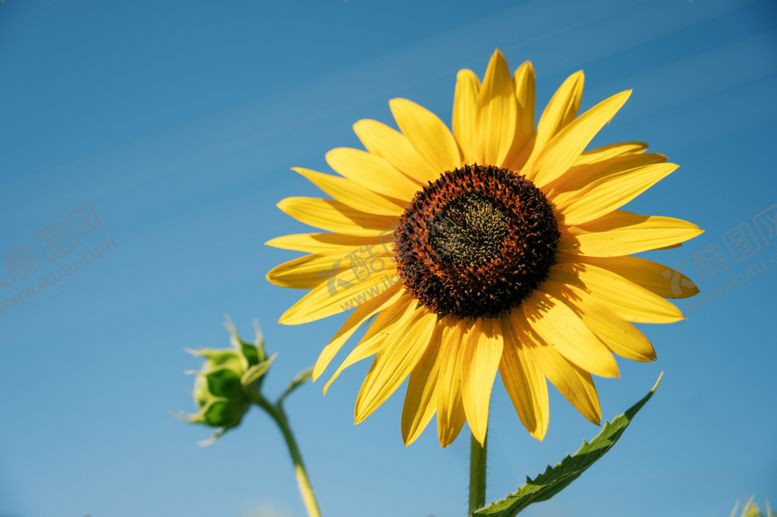 编号：97868410091002364926【酷图网】源文件下载-向日葵特写