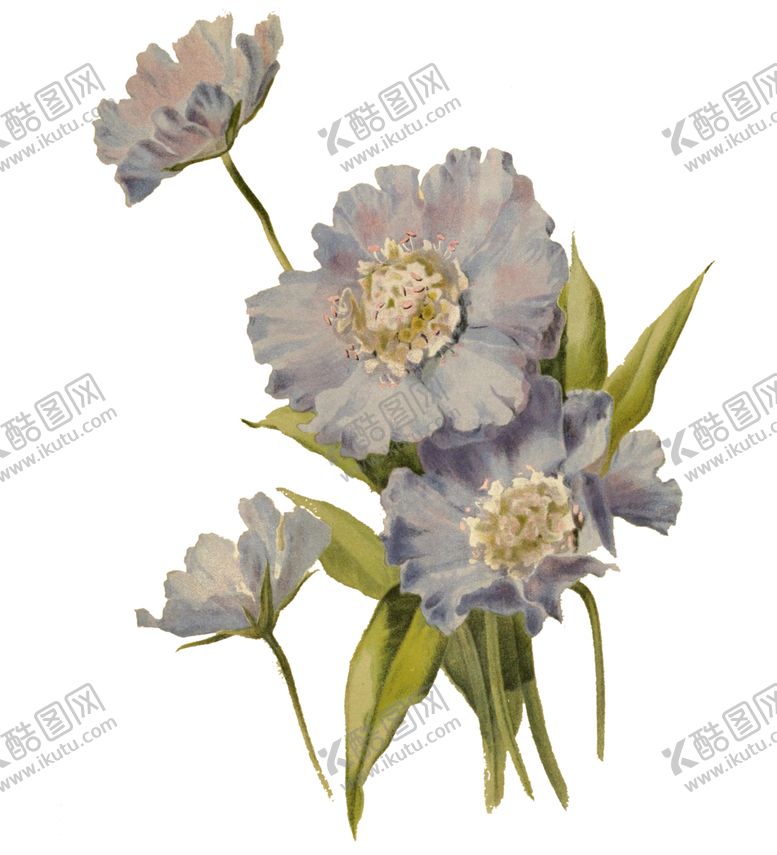 编号：62963309271011232152【酷图网】源文件下载-花儿